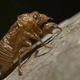 Illustration for article titled Why do cicadas know prime numbers?